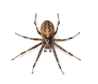 Aranhas (Ordem Araneae)