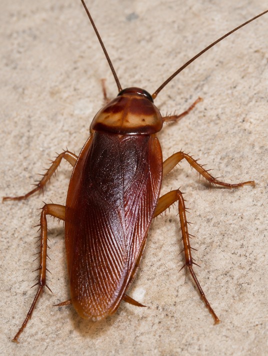 Baratas (visão geral)