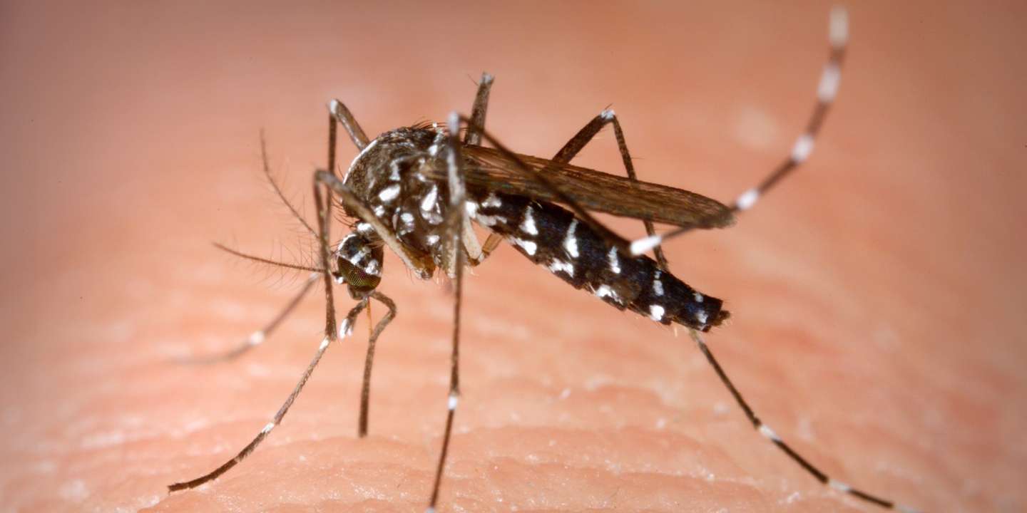 Mosquitos
