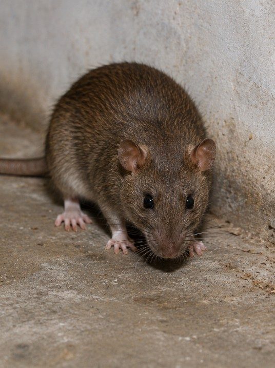 Tratamento de ratos e roedores — Desin Controlo de Pragas