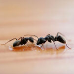 desinpragas-desinfestacao-formigas2