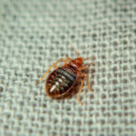 desinpragas-desinfestacao-percevejos