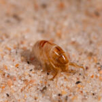 desinpragas-desinfestacao-pulgas