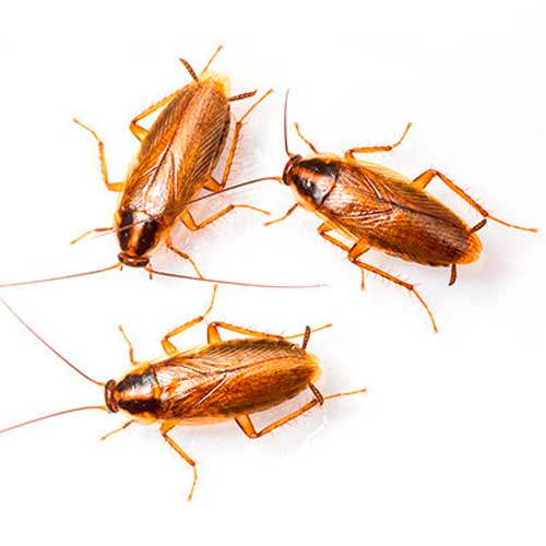 desinpragas-gal-baratas-alema-2