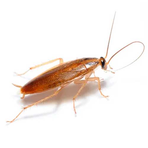 desinpragas-gal-baratas-alema