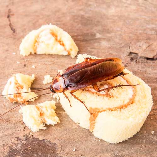 desinpragas-gal-baratas-prato