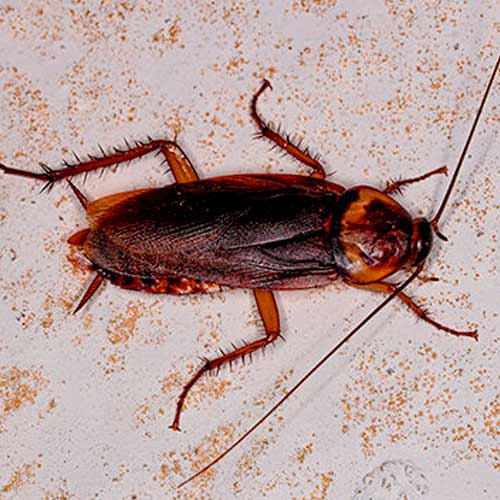 controlo de pragas baratas