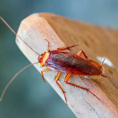 desbaratização em fatima