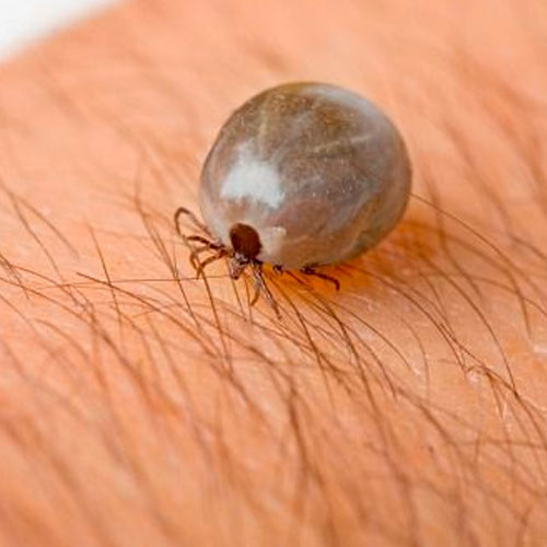 desinpragas-gal-carraças1