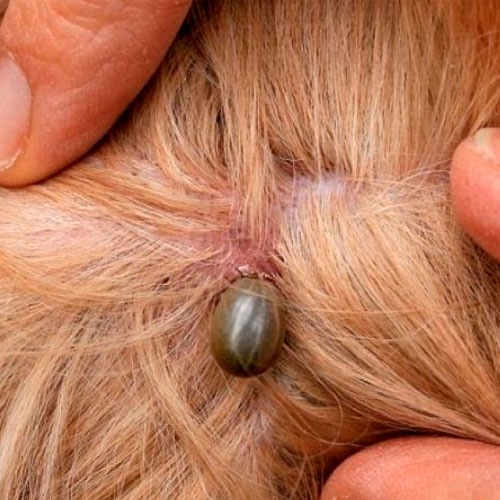 desinpragas-gal-carraças2