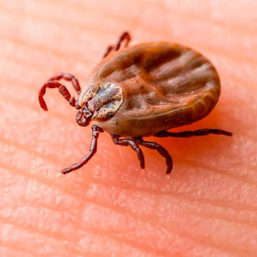 desinpragas-gal-carraças3