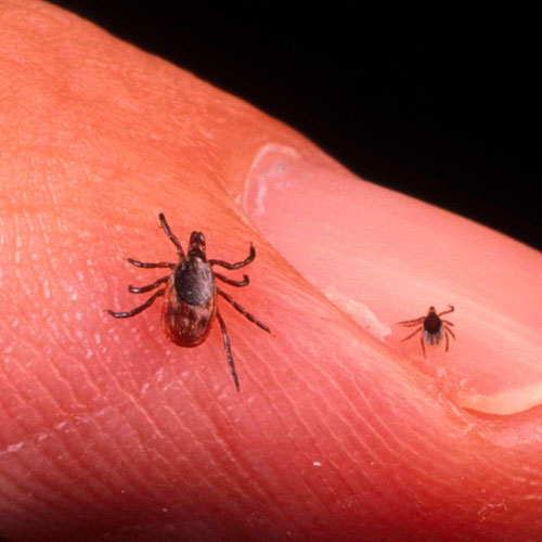 desinpragas-gal-carraças4