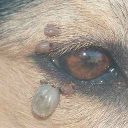 desinpragas-gal-carraças5