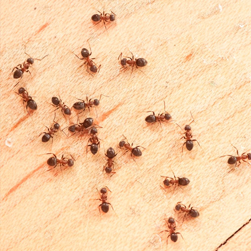 desinpragas-gal-formigas2