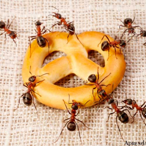 desinpragas-gal-formigas3