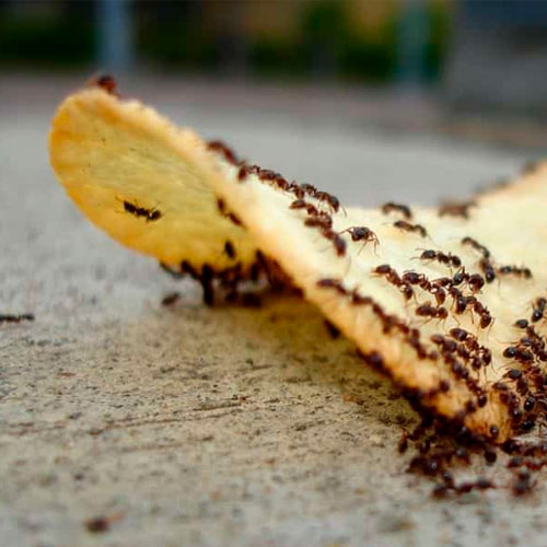 desinpragas-gal-formigas4