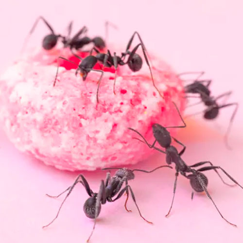 desinpragas-gal-formigas5