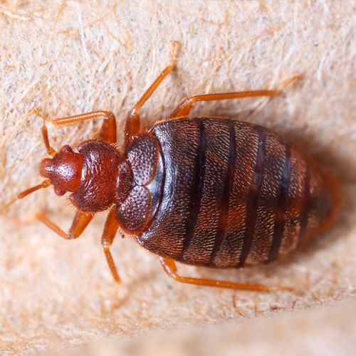 desinpragas-gal-percevejos1