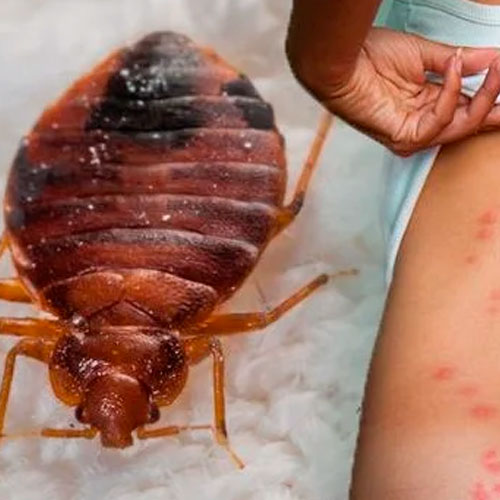 desinpragas-gal-percevejos2