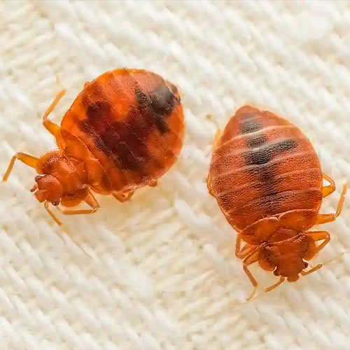 desinpragas-gal-percevejos3