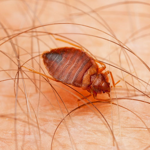 desinpragas-gal-percevejos4