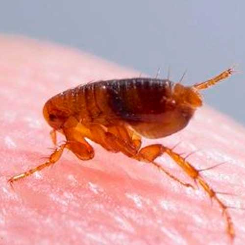 desinpragas-gal-pulga1