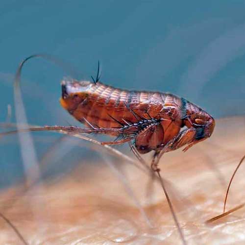 desinpragas-gal-pulga2