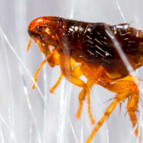 desinpragas-gal-pulga3