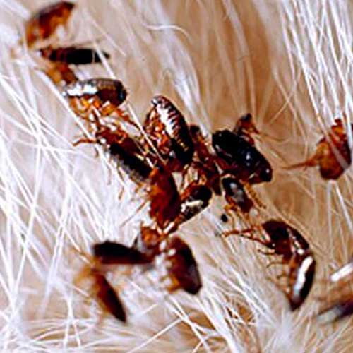 desinpragas-gal-pulga4