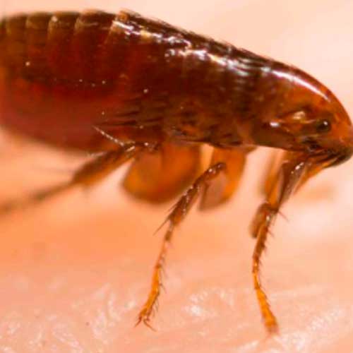 desinpragas-gal-pulga5