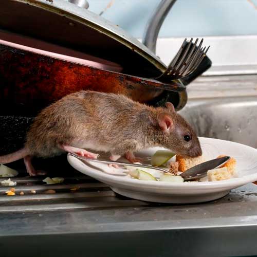 desinpragas-gal-ratos3