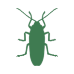 desinpragas-icone-barata