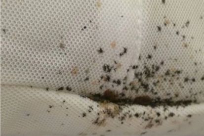 desinfestação percevejos