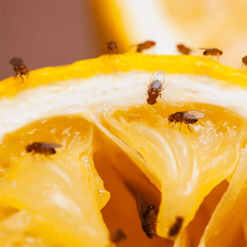 desinpragas-gal-moscas-3