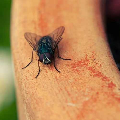 desinpragas-gal-moscas-4