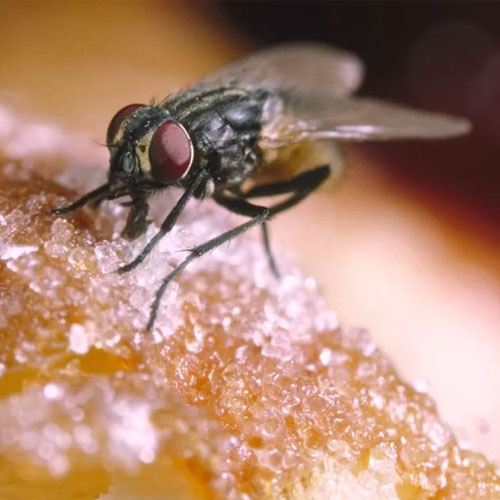 desinpragas-gal-moscas-6