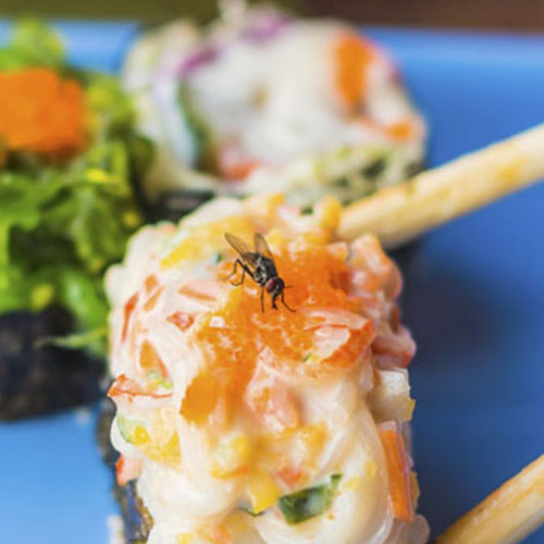 desinpragas-gal-moscas-7