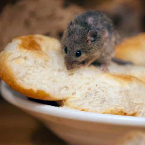 desinpragas-gal-ratos5