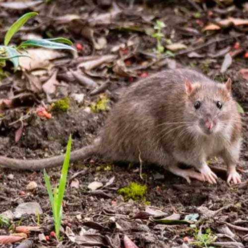 Controlo de roedores
