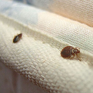 percevejos-capa-post