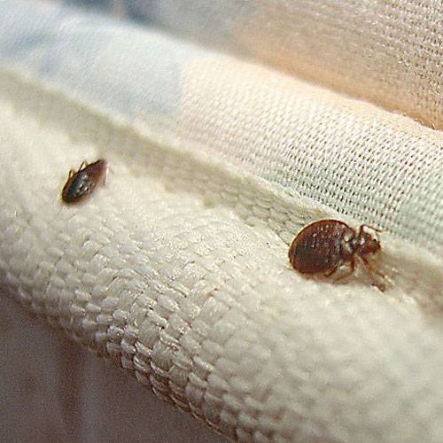 percevejos-capa-post