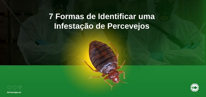 7 formas identificar percevejos (807 x 382 px)